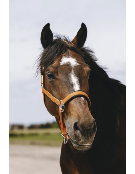 Licol nylon EQUITH?ME - Jacquard