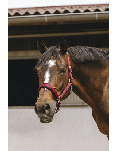 Licol nylon EQUITH?ME - Jacquard