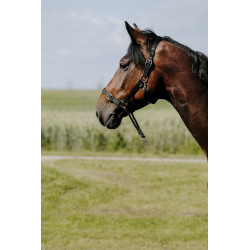 Licol NORTON - Educatif