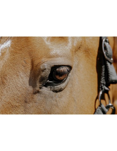 Licol nylon EQUITH?ME - Protector