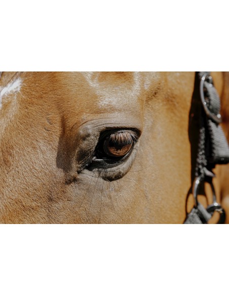 Licol nylon EQUITH?ME - Protector