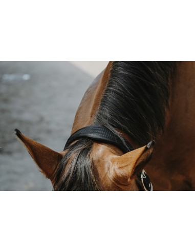 Licol nylon EQUITH?ME - Protector