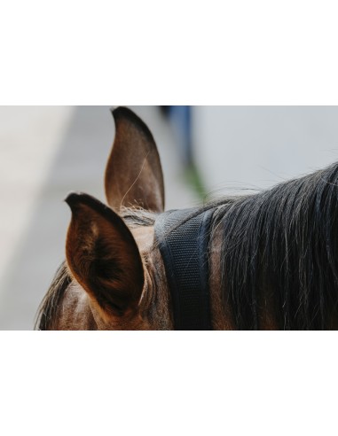 Licol nylon EQUITH?ME - Protector