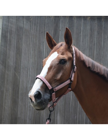 Licol LAMI-CELL - Charming