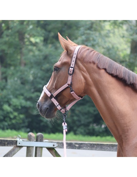 Licol LAMI-CELL - Charming