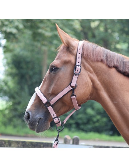 Licol LAMI-CELL - Charming