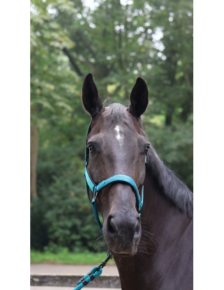 Licol LAMI-CELL - Charming