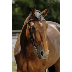 Bridon NORTON - Freedom