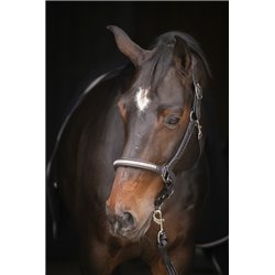 Licol PENELOPE "Harmonie" 2