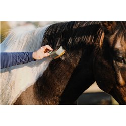 Etrille avec manche HIPPOTONIC - Vapeur 2