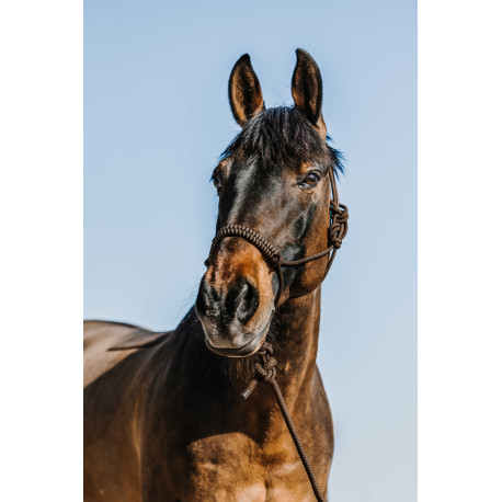 Licol ?thologique + longe NORTON - Deco