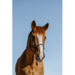 Licol ?thologique NORTON - Nylon