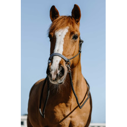 Licol ?thologiques + r?nes NORTON Fancy