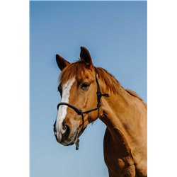 Licol ?thologique nylon NORTON - Diams