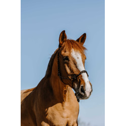 Licol ?thologique NORTON - Zary