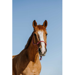 Licol ?thologique NORTON - Zary 2